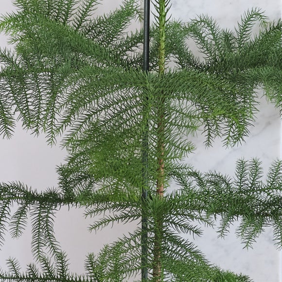 Carousel navigation image position 3 of 4