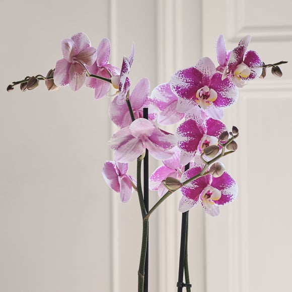 Carousel navigation image position 2 of 3