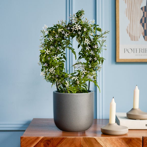 Jasmine White Hoop House Plant in Earthenware Pot