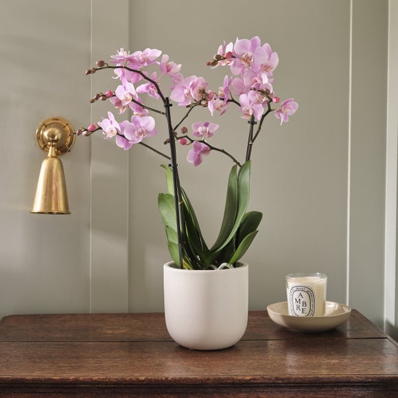 Orchid Beaution House Plant in Earthenware Pot