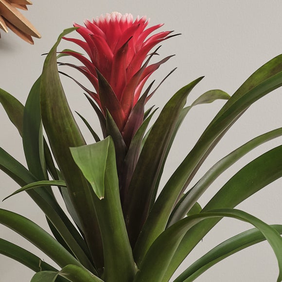 Carousel navigation image position 2 of 3