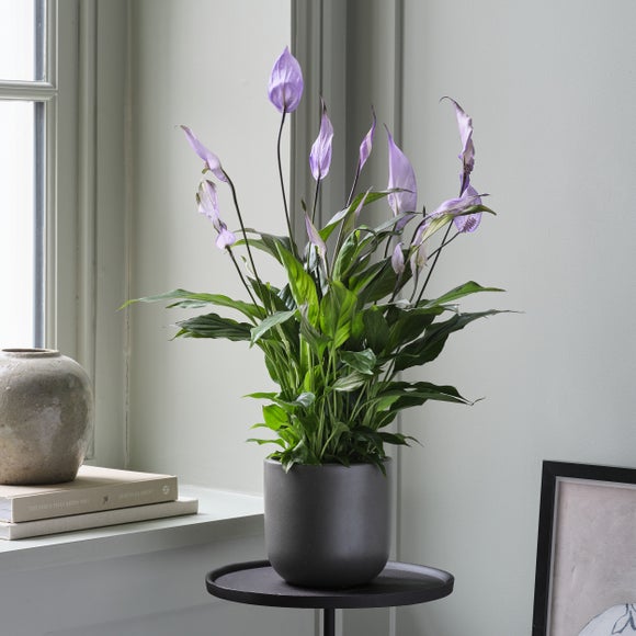 Peace Lily Bellini Lilac House Plant in Earthenware Pot