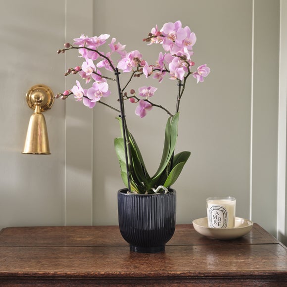 Orchid Beaution House Plant in Ribbed Ceramic Pot