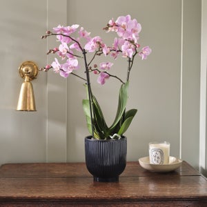 Orchid Beaution House Plant In Ribbed Ceramic Pot