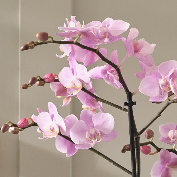 Carousel navigation image position 2 of 3