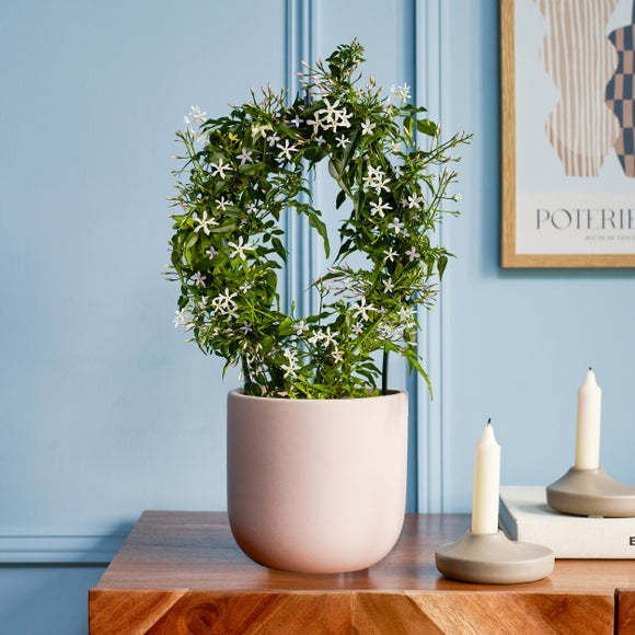 Jasmine White Hoop House Plant in Earthenware Pot