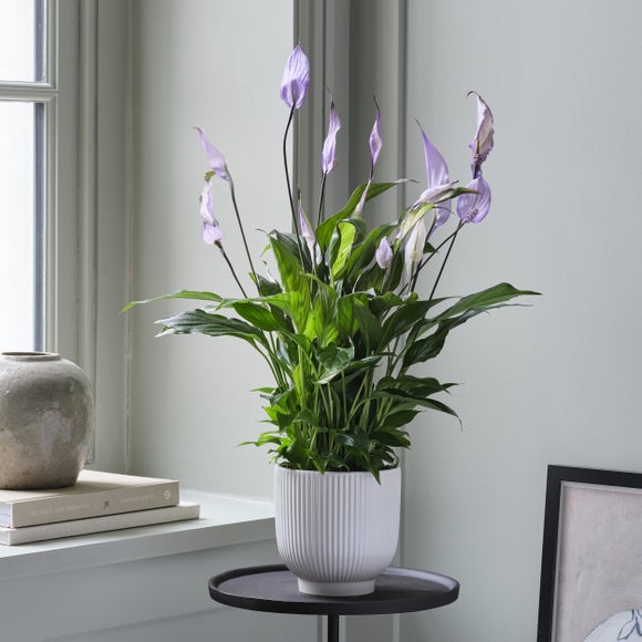 Peace Lily Bellini Lilac House Plant in Ribbed Ceramic Pot