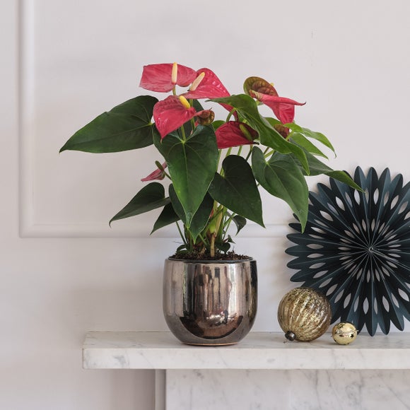 Red Anthurium and Pablo House Plant in Ceramic Pot