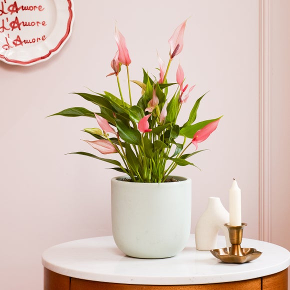 Anthurium Lilli House Plant in Earthenware Pot