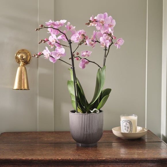 Beaution Neisse Orchid House Plant in Ribbed Ceramic Pot