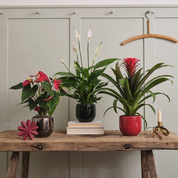 Peace Lily Potted House Plant Bundle