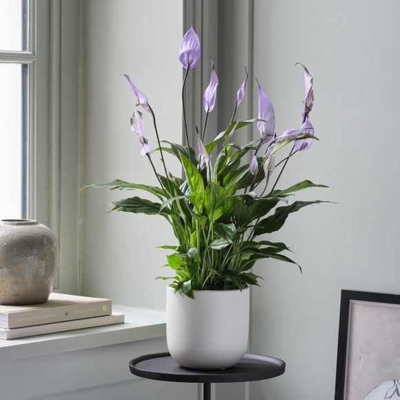 Peace Lily Bellini Lilac House Plant in Earthenware Pot