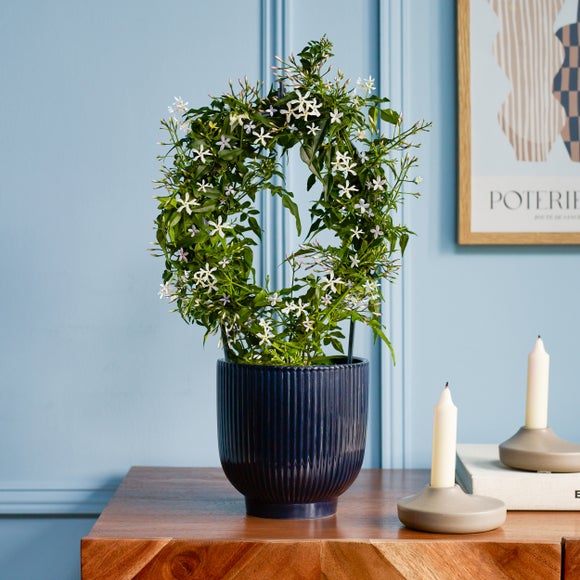 Photo of Jasmine White Hoop House Plant In Ribbed Ceramic Pot