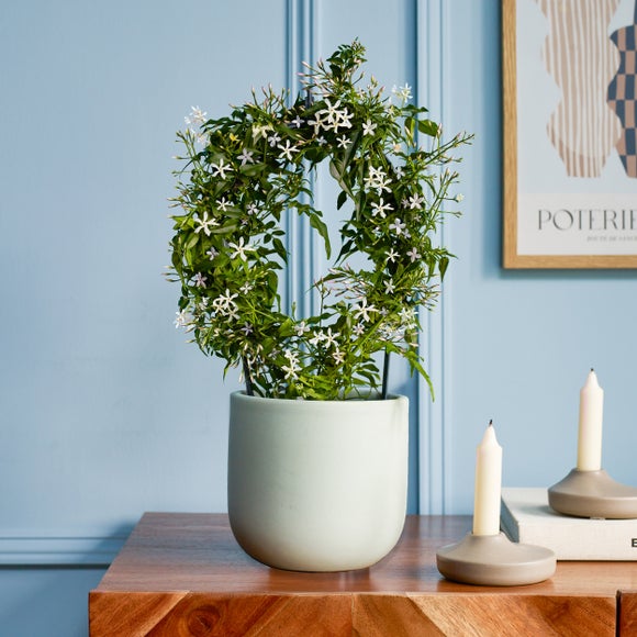 Jasmine White Hoop House Plant in Earthenware Pot