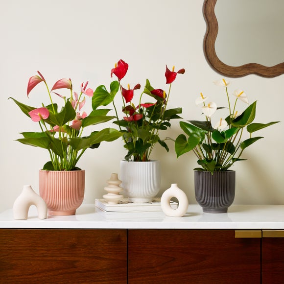 Anthurium Ribbed Potted House Plant Bundle