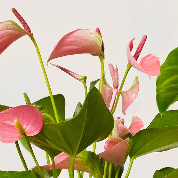 Carousel navigation image position 2 of 7