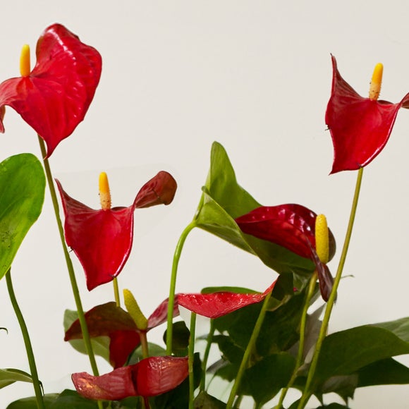 Carousel navigation image position 4 of 7