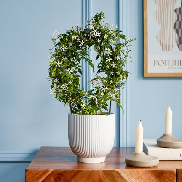 Jasmine White Hoop House Plant in Ribbed Ceramic Pot