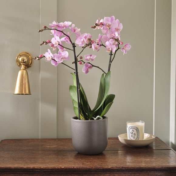 Photo 1 of Orchid Beaution House Plant In Earthenware Pot