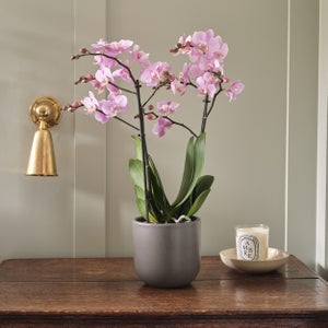 Orchid Beaution House Plant In Earthenware Pot