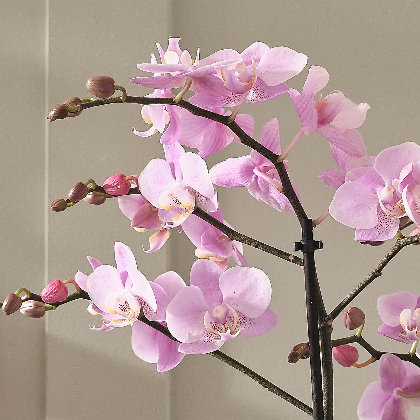 Carousel zoom image position 2 of 3