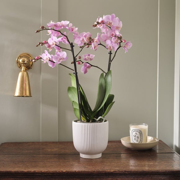 View Orchid Beaution House Plant In Ribbed Ceramic Pot View Orchid Beaution House Plant In Ribbed Ceramic Pot