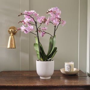Orchid Beaution House Plant In Ribbed Ceramic Pot