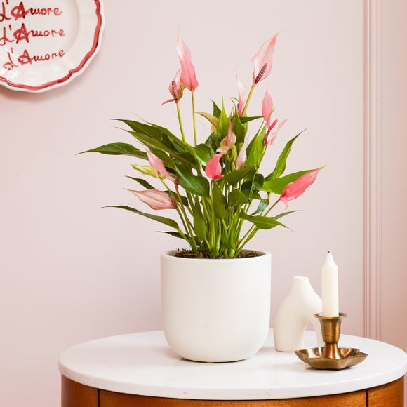 Anthurium Lilli House Plant in Earthenware Pot