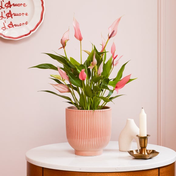 Anthurium Lilli House Plant in Ribbed Ceramic Pot