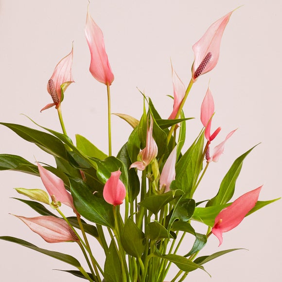 Carousel navigation image position 2 of 3