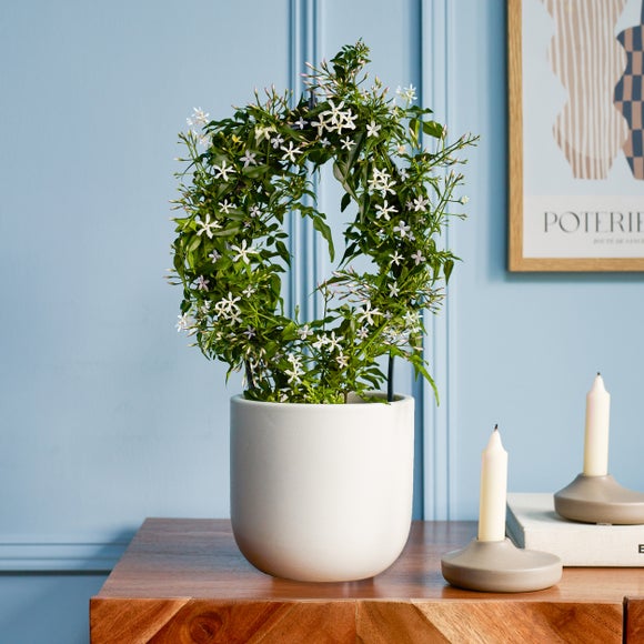 Jasmine White Hoop House Plant in Earthenware Pot