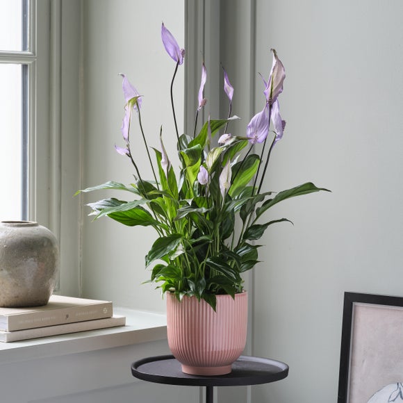 Peace Lily Bellini Lilac House Plant in Ribbed Ceramic Pot
