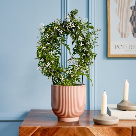 Jasmine Dark Pink Hoop House Plant in Ribbed Ceramic Pot