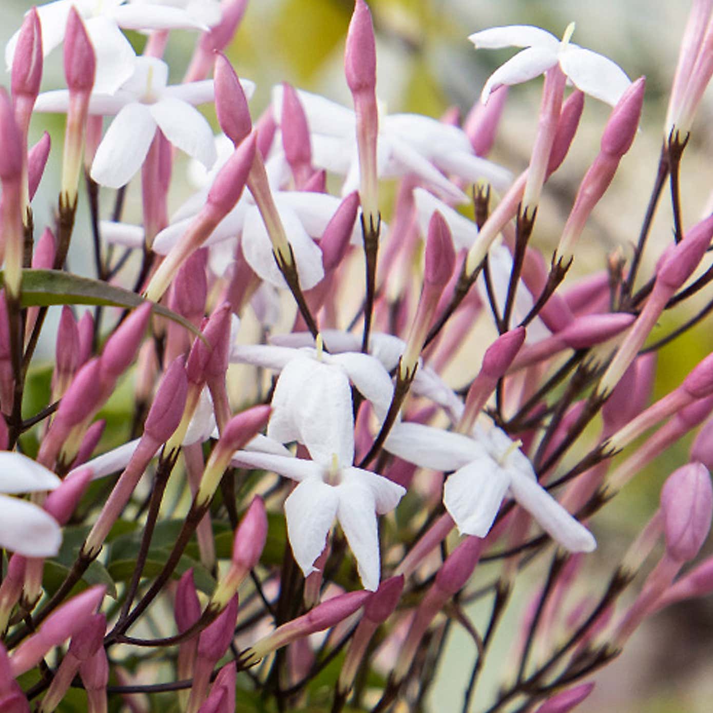 Carousel zoom image position 3 of 4