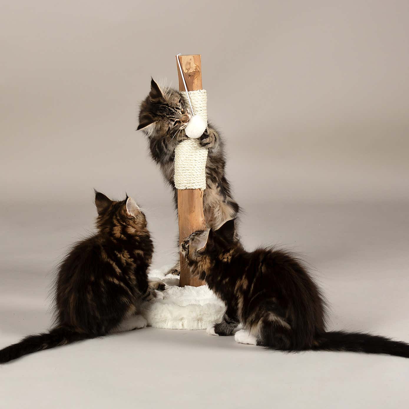 Carousel zoom image position 2 of 6