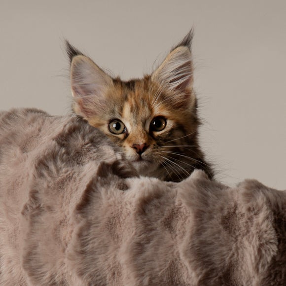 Carousel navigation image position 5 of 8