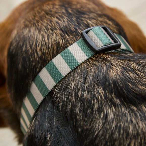 Photo 2 of Stripe Dog Collar