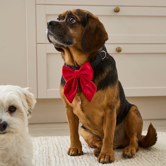 Red Velvet Pet Bow