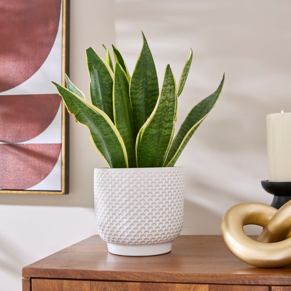 Textured Detail Ceramic Plant Pot