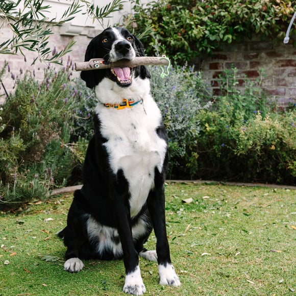 Carousel navigation image position 2 of 4