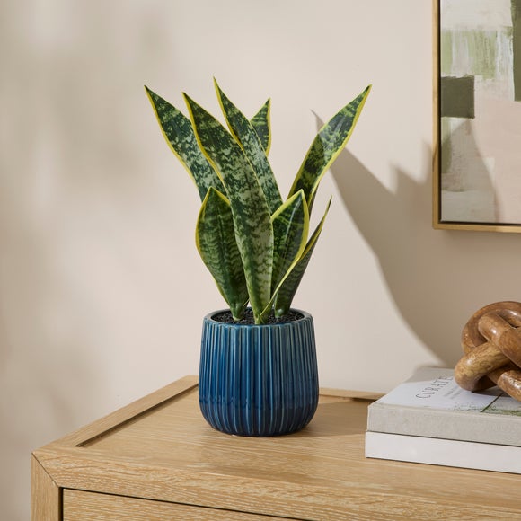 Artificial Snake Plant in Ribbed Blue Glazed Ceramic Plant Pot