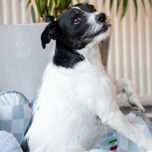 Carousel navigation image position 2 of 4