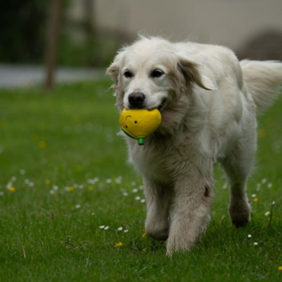 Carousel navigation image position 4 of 4