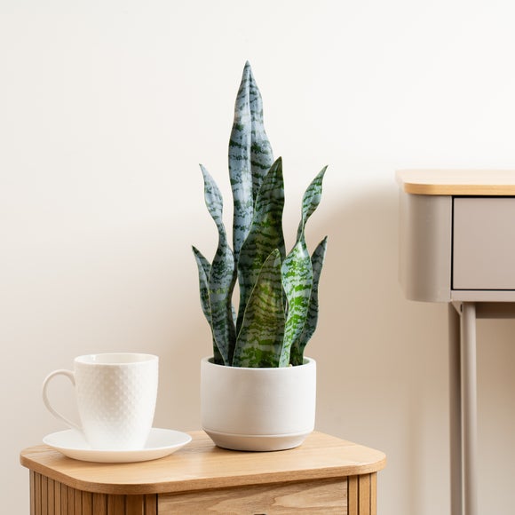Artificial Sansevieria Snake Plant in Cement Pot