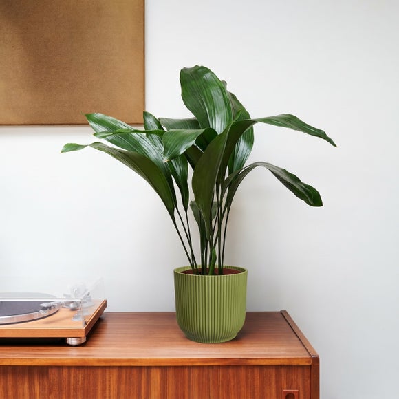 Cast Iron House Plant in Elho Vibes Pot