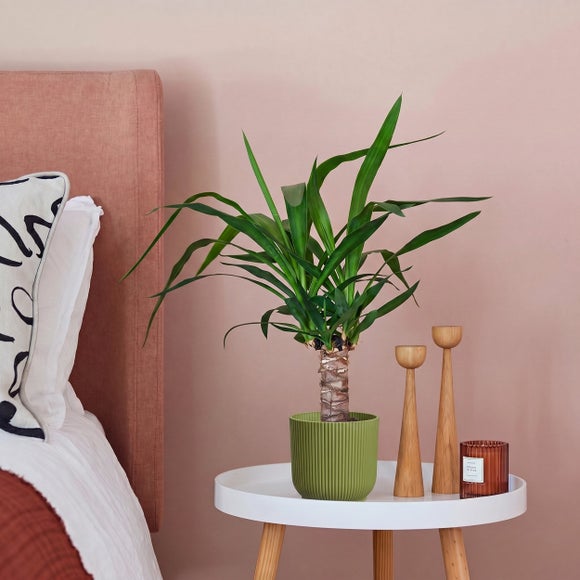 Yucca House Plant in Elho Pot