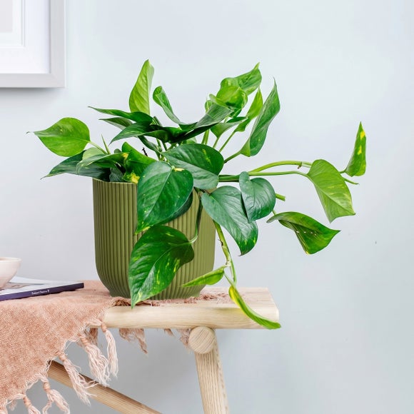 Trailing Devil's Ivy House Plant in Elho Vibes Pot