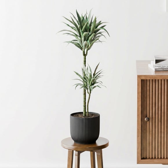 Dracaena Warneckei House Plant in Elho Pot