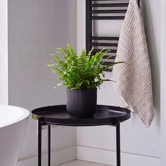 Boston Fern House Plant in Elho Pot