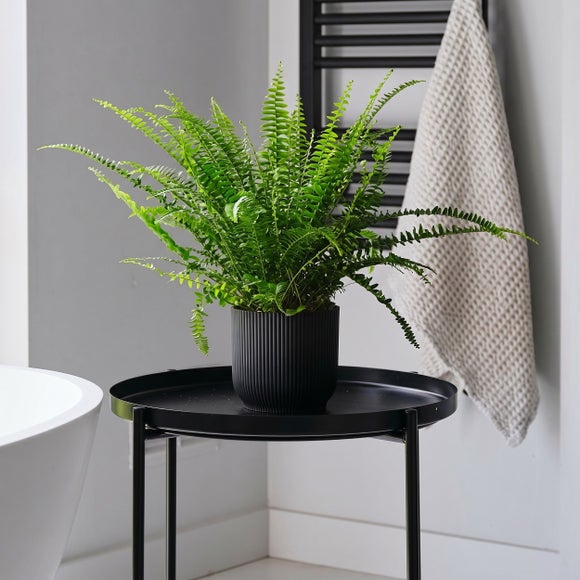 Boston Fern House Plant in Elho Pot